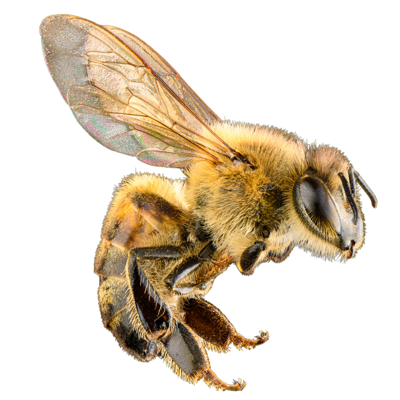 Live Bee Removal Services